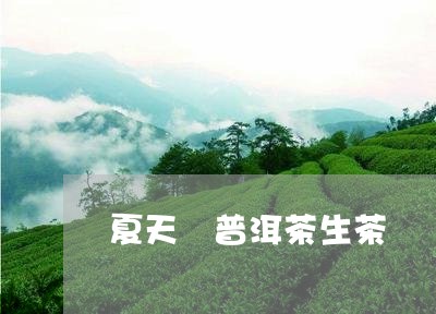 夏天 普洱茶生茶/2023031792938